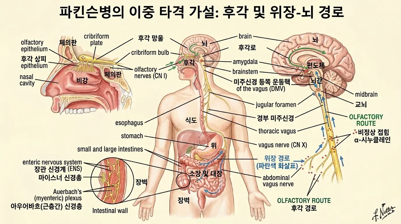 이중 타격 가설 — 후각 및 위장-뇌 경로